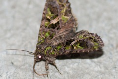 Grüne Meldeneule (Trachea atriplicis)