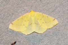 Gelbspanner (Opisthograptis luteolata)