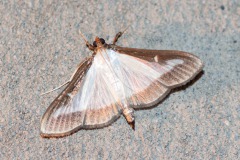 Buchsbaum-Zünsler (Cydalima perspectalis)