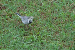 Bachstelze (Motacilla alba)