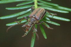 Schulterbock (Oxymirus cursor)