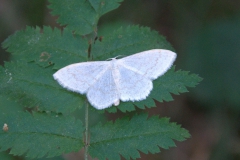 Linienspanner (Cabera pusaria)