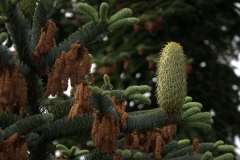 wahrscheinlich Edel-Tanne (Abies procera)