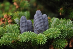 wahrscheinlich Korea-Tanne (Abies koreana)