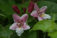 Weigela indet.