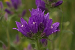 Knäuel-Glockenblume (Campanula glomerata)