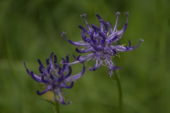Kugelige Teufelskralle (Phyteuma orbiculare)
