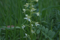 Grünliche Waldhyazinthe (Platanthera chlorantha)