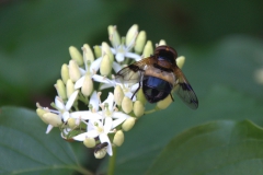 Gemeine Waldschwebfliege (Volucella pellucens)