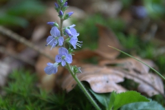 Echter Ehrenpreis (Veronica officinalis)