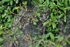 Pflaumen-Gespinstmotte (Yponomeuta padella)