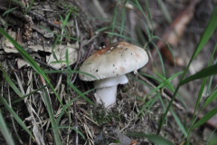 Perlpilz (Amanita rubescens)
