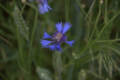 Honigbiene (Apis mellifera)
