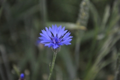 Kornblume (Cyanus segetum)