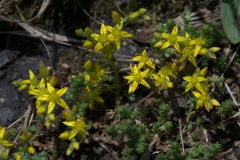 Scharfer Mauerpfeffer (Sedum acre)
