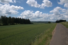 Billiger Wald