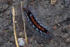 Unbekannte Raupe