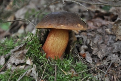 Flockenstieliger Hexen-Röhrling (Neoboletus erythropus)
