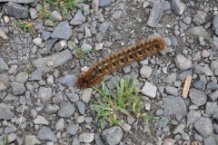 Unbekannte Raupe