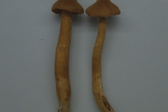 Spitzgebuckelter Raukopf (Cortinarius rubellus)