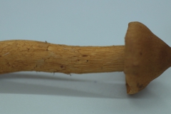 Spitzgebuckelter Raukopf (Cortinarius rubellus)