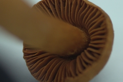 Spitzgebuckelter Raukopf (Cortinarius rubellus)