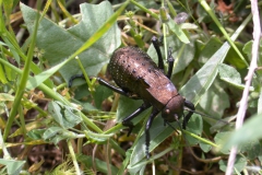 Unbekanntes Insekt (Grille?)