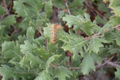 Flaumeiche (Quercus pubescens)