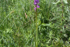 Fleischfarbenes Knabenkraut (Dactylorhiza incarnata)