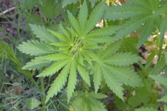 Echter Hanf (Cannabis sativa)