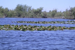 Weißbart-Seeschwalben (Chlidonias hybrida)