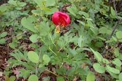 Orientalische Pfingstrose