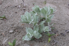 Persische Winde (Contvolvulus persicus)