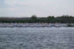 Rosapelikane (Pelecanus onocrotalus)