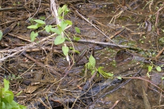 Seefrosch (Rana ridibunda)