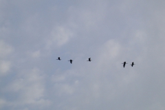 Brauner Sichler (Plegadis falcinellus)