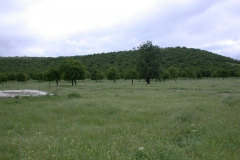 Silbersteppe mit Orienthainbuche