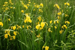 Sumpfschwertlilie (Iris pseudacorus)