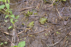 Teichfrosch (Pelophylax esculentus)