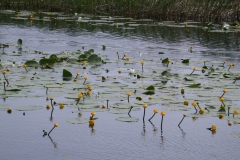 Teichrose (Nuphar lutea)