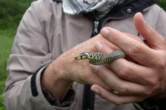 Vierstreifennatter (Elaphe quatuorlineata)