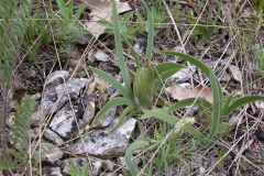Zwergschwertlilie (Iris pumila)