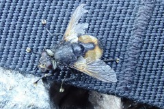 Große Borsten-Raupenfliege (Nowickia ferox)