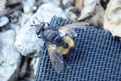 Große Borsten-Raupenfliege (Nowickia ferox)