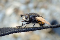 Große Borsten-Raupenfliege (Nowickia ferox)