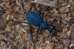 Carabus caucasicus