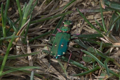 Feld-Sandlaufkäfer (Cicindela campestris)
