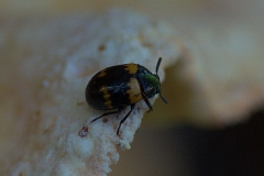 Gelbbindiger Schwarzkäfer (Diaperis boleti)