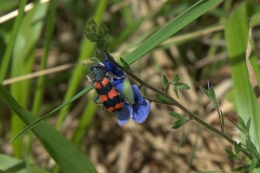 Gewöhnlicher Bienenkäfer (Trichodes apiarius)
