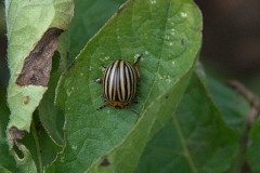 Kartoffelkäfer (Leptinotarsa decemlineata)